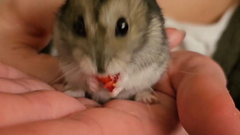 Meet the Most Adorable Mouse in the World!