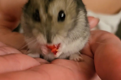Meet the Most Adorable Mouse in the World!
