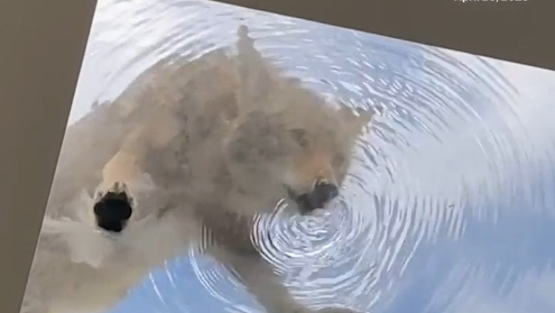 Thirsty Wolf: A Wild Quest for Water
