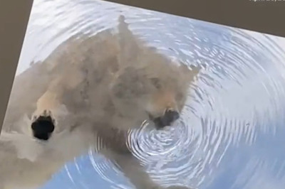 Thirsty Wolf: A Wild Quest for Water