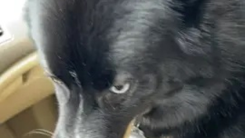 A Pawsitively Adorable Surprise: Dog's Heartwarming Ride with Dad!