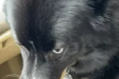A Pawsitively Adorable Surprise: Dog's Heartwarming Ride with Dad!