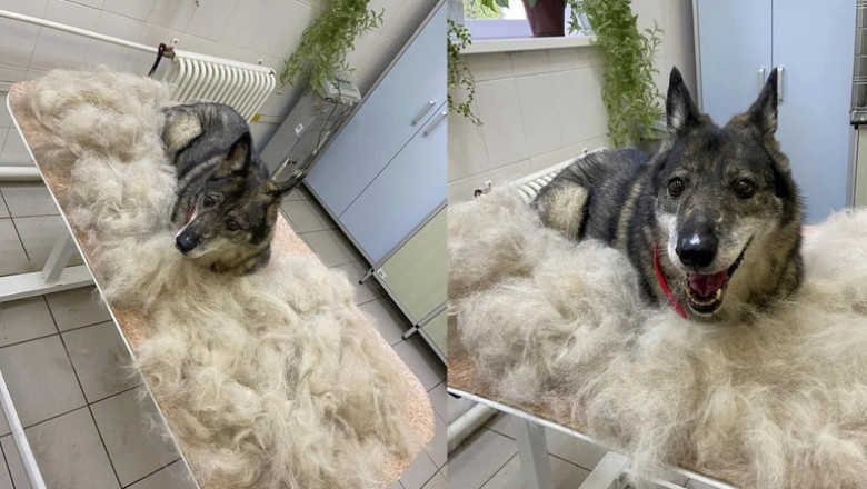 Dandelion's First Grooming Experience: A Transformation of Confidence and Beauty