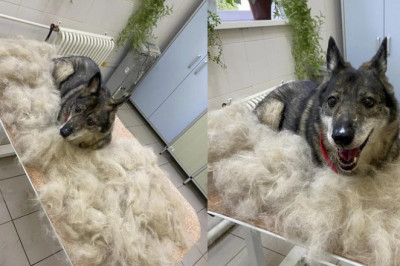 Dandelion's First Grooming Experience: A Transformation of Confidence and Beauty