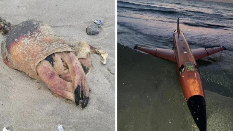 13 Fascinating Treasures Discovered on Beaches Worldwide