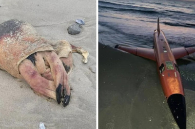 13 Fascinating Treasures Discovered on Beaches Worldwide