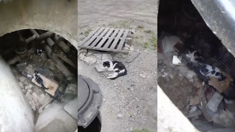 Heroic Rescue: Kittens Saved from a dire Dungeon in Tver!