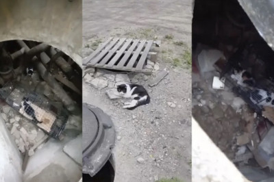 Heroic Rescue: Kittens Saved from a dire Dungeon in Tver!