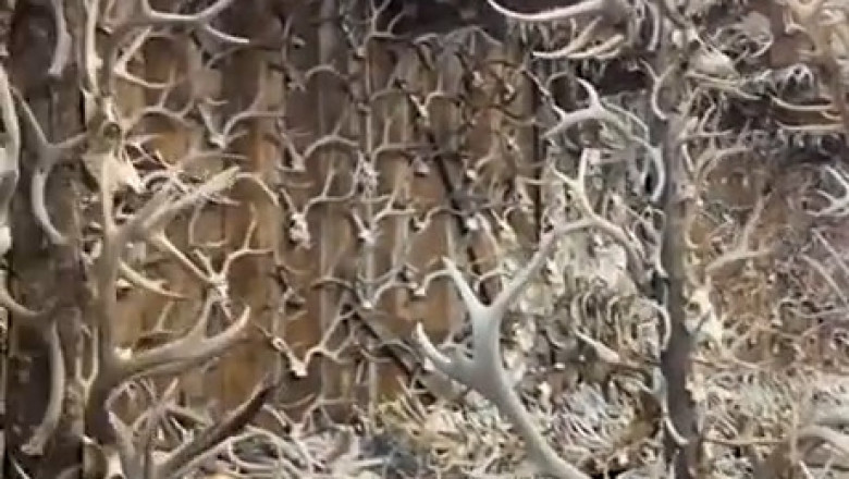 Hidden Treasures: Discover the Secret Spot for Stunning Deer Antlers!