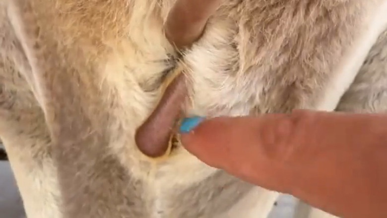 Meet the Cutest Kangaroo Pocket: Baby Kangaroo Breaks All the Cuteness Records!