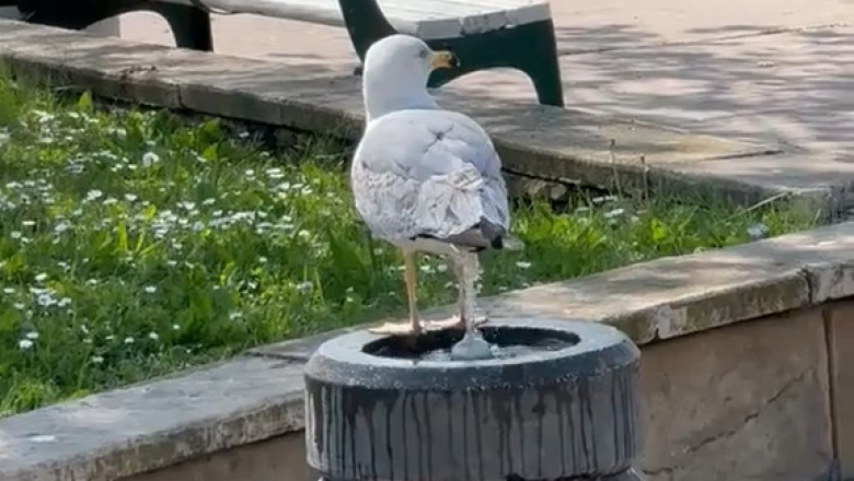 Mesmerizing Moments: Salt Bird's Stunning Splash in the Water!