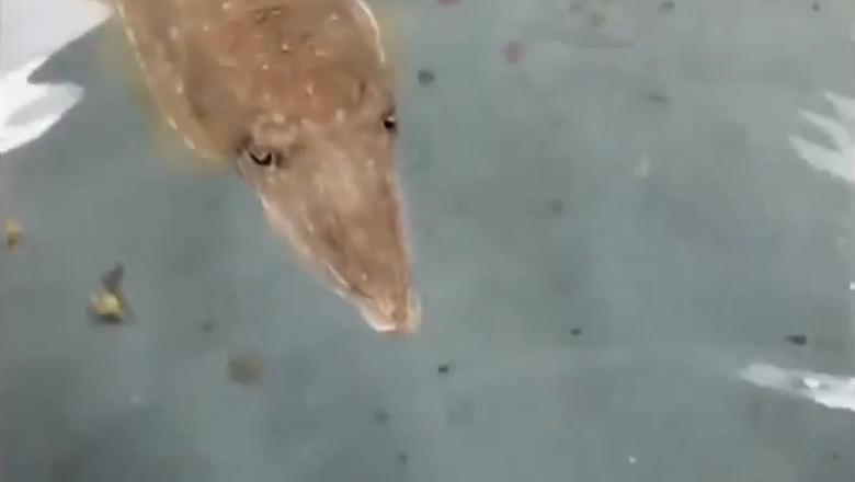 Octopus vs Fish: The Ultimate Underwater Showdown!