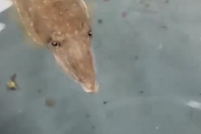 Octopus vs Fish: The Ultimate Underwater Showdown!