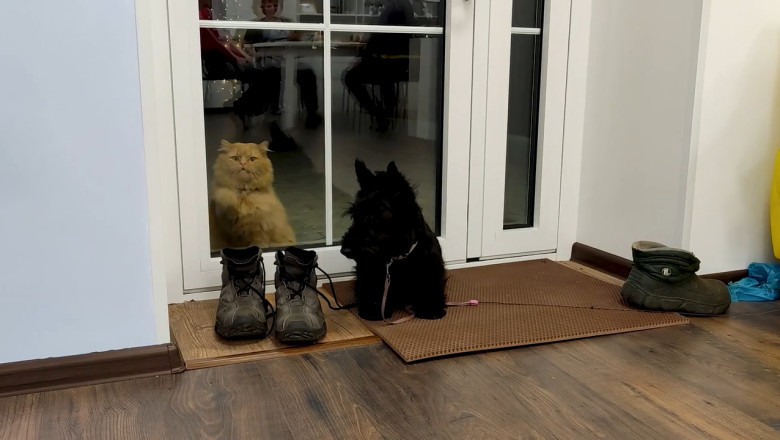 Cat Meets Dog: A Friendship Begins with Cautious Sniffs and Tail Wags!