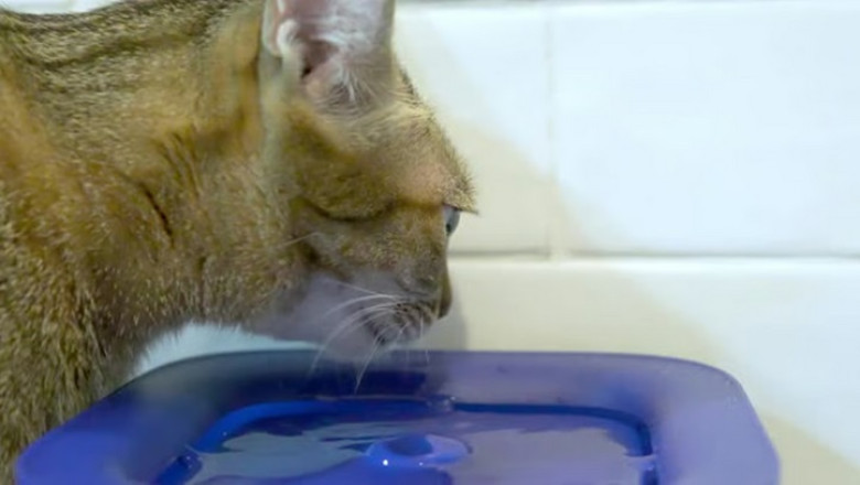 Epic Cat Water Drinking Challenge: Pawsitively Adorable!