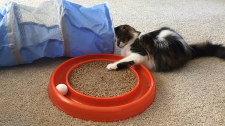 Whisker Tornado: Cat vs. Spinning Ball Showdown!